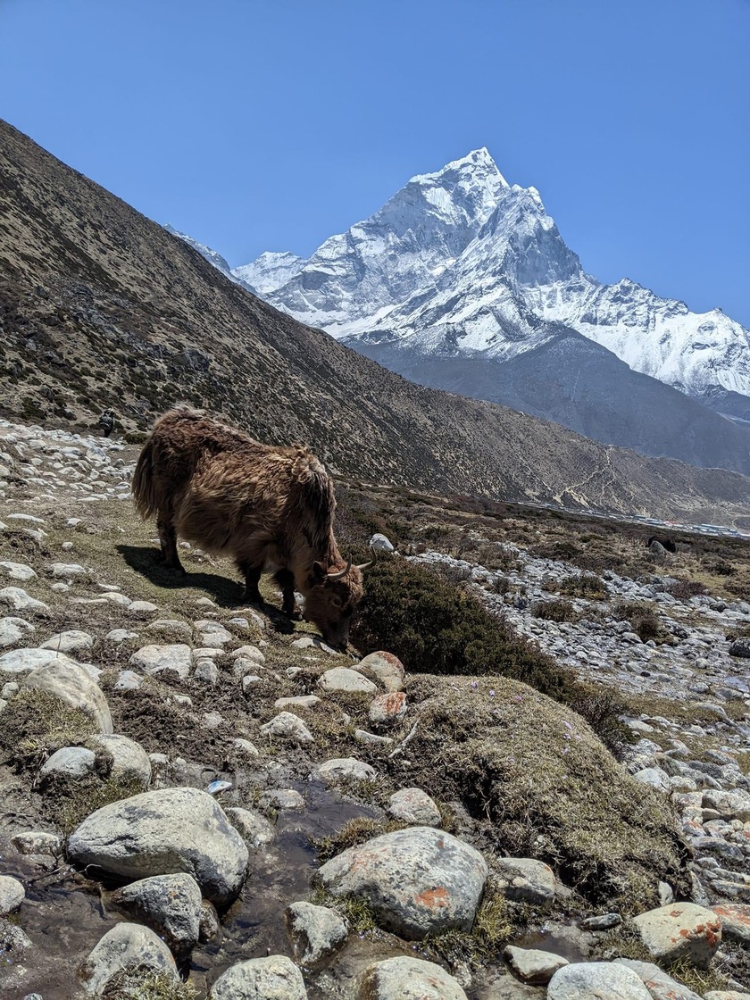 Himalayan Yak in Everest Region Nepal